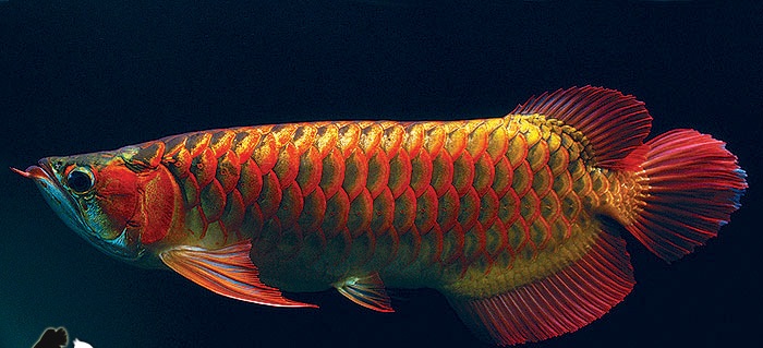 Arowana, o peixe dragão asiático que é mais caro do que dois Lamborghinis