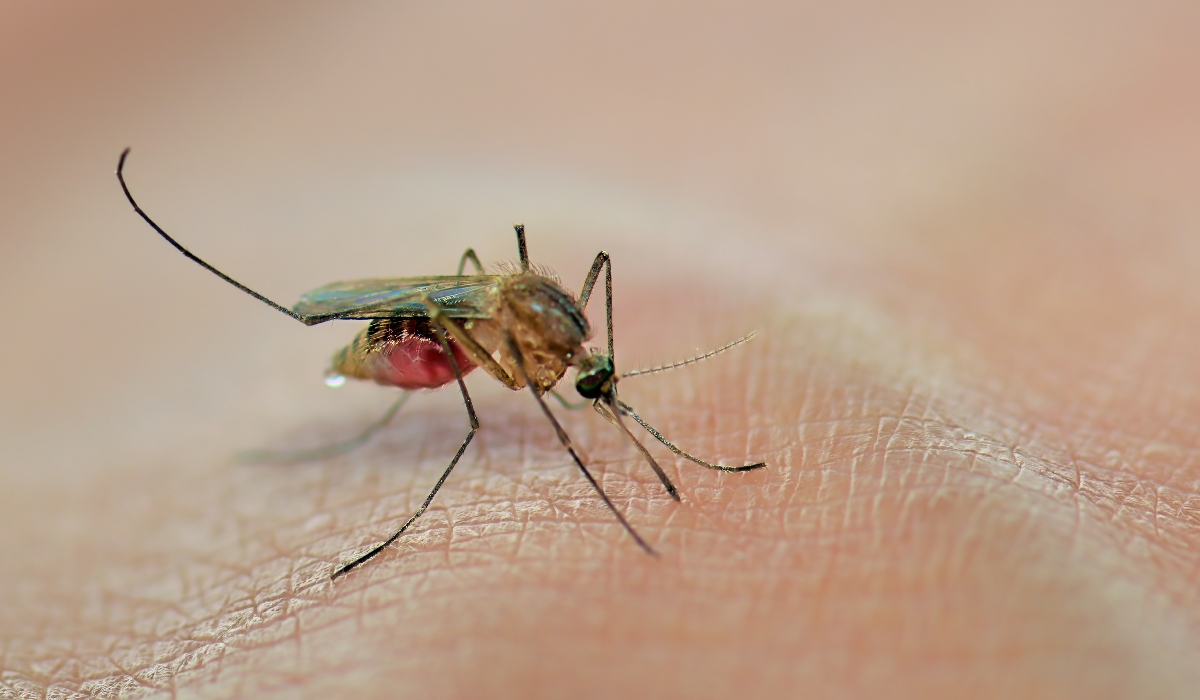 É este o motivo que leva os mosquitos a picar mais umas pessoas do que outras