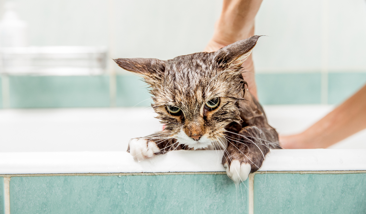 Descubra os motivos pelos quais os gatos não gostam de água