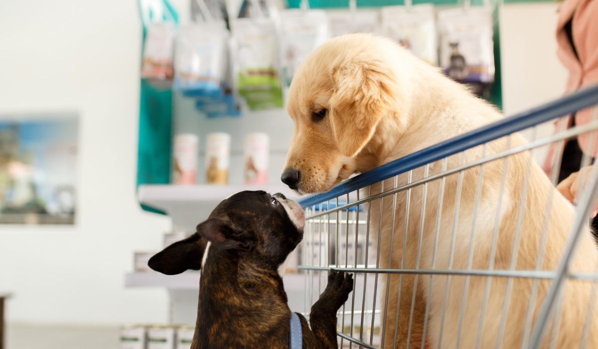Saiba o motivo pelo qual os cães se cheiram uns aos outros