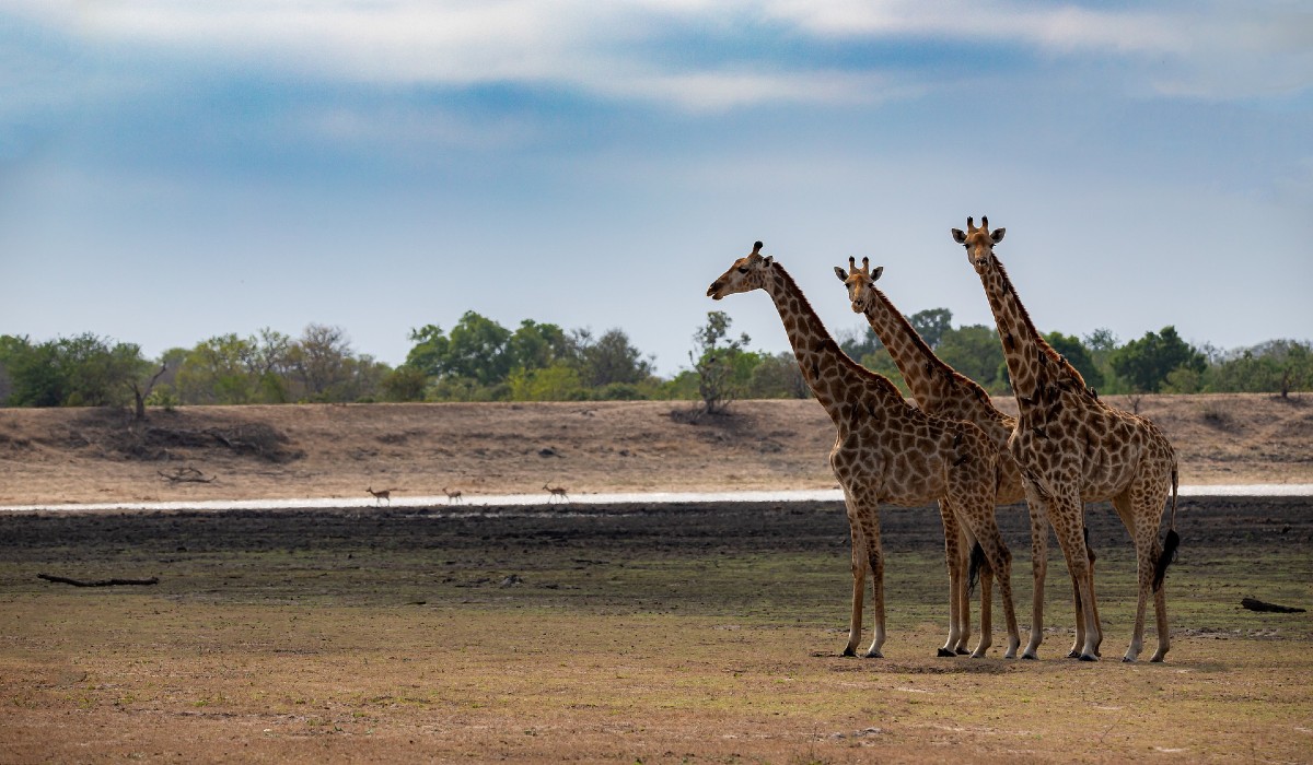 Kruger Park, o santuário da vida selvagem africana