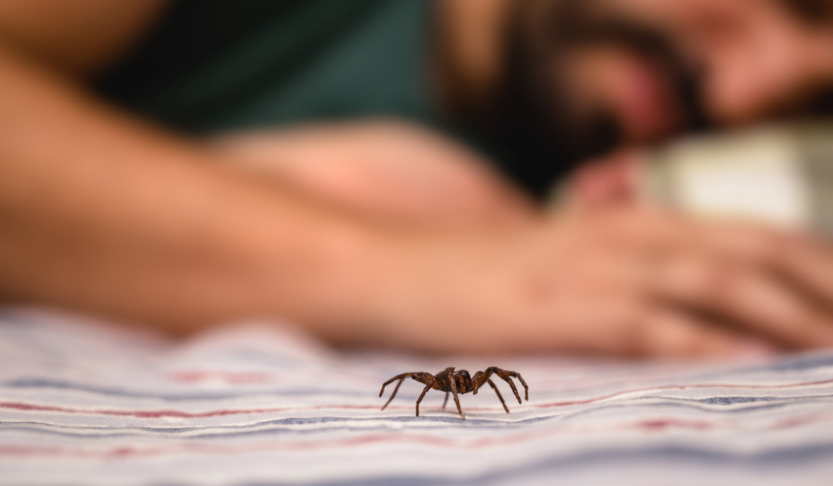 Aprenda o truque que acaba com as aranhas em casa